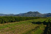 334 Neretvatal bei Metkovic