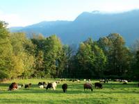 Bovec