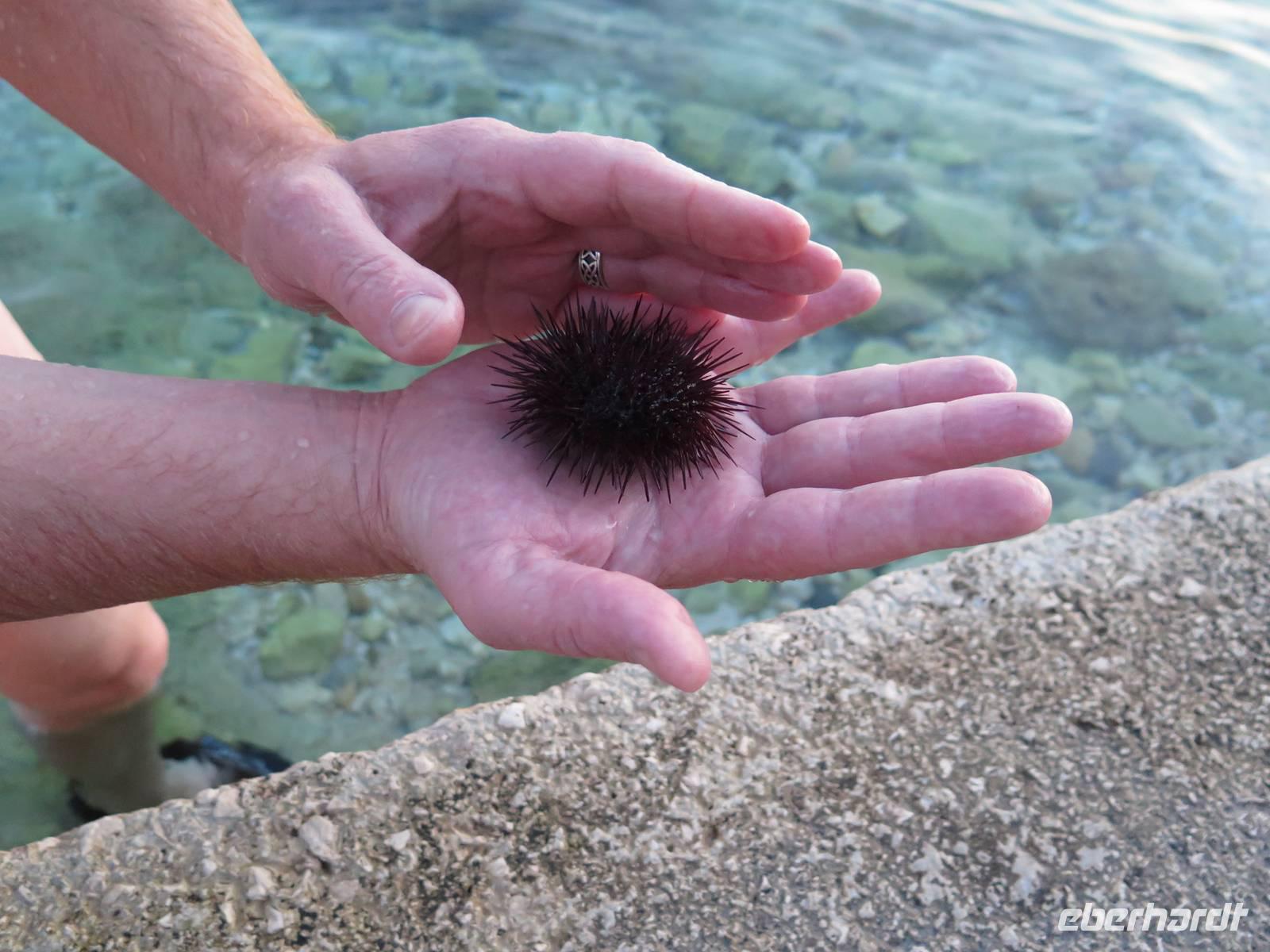 Ein Seeigel
