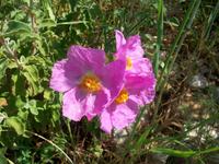 Flora der Adria