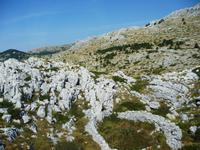Gemse im Biokovo
