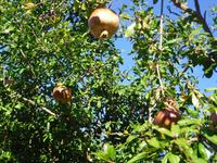 Granatapfelbaum