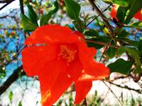 Granatapfelblüte
