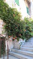 Hibiskusblüten an einer Häuserwand in Šibenik