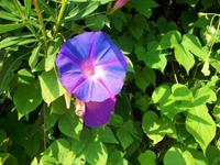 Mediterrane Flora