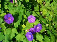 Mediterrane Flora