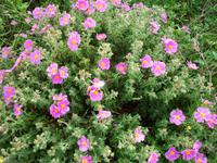 Mediterrane Flora