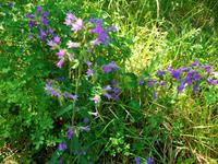 Mediterrane Flora