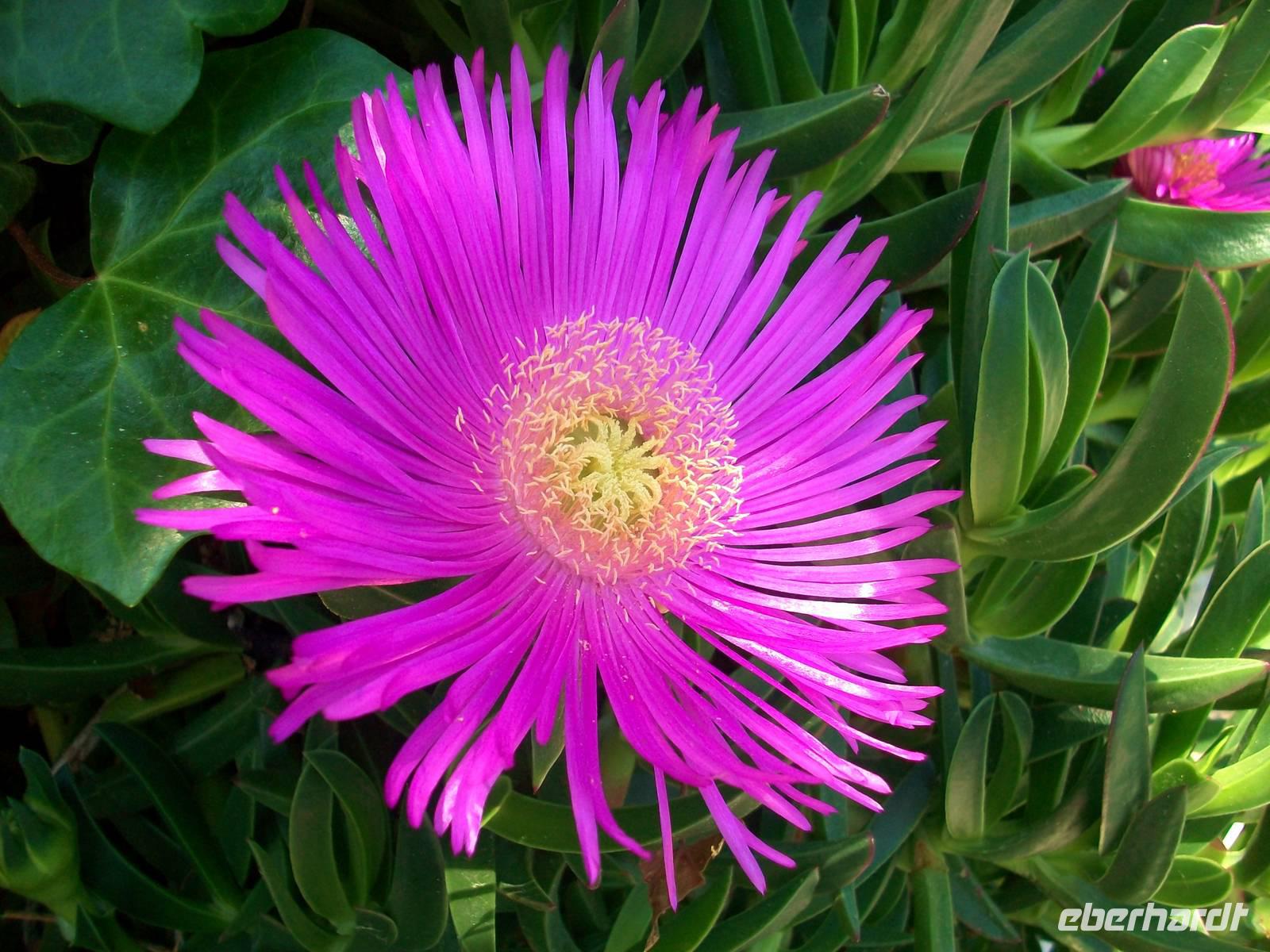 Mittagsblume
