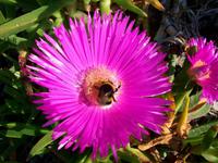 Mittagsblume