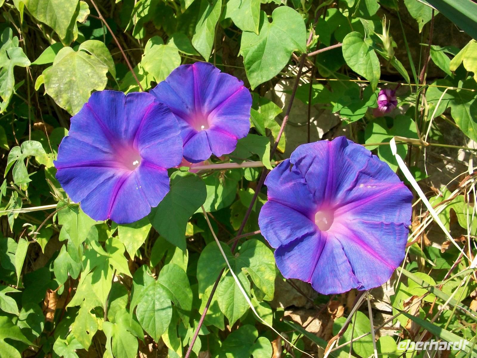 Mittelmeerflora