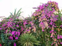 Mittelmeerflora