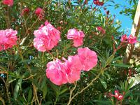 Mittelmeerflora