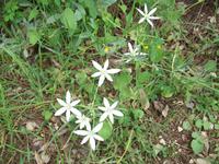 Mittelmeerflora