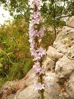 Omis