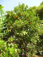 Orangen