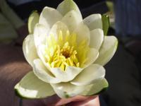 Seerosenblüte