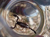 Skorpion