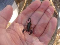 Skorpion