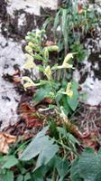 058 NP Plitvicer Seen, Orchidee