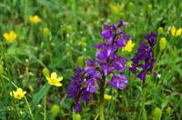 073 Orchideen