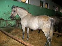 Djakovo, Lipizzaner- Gestüt