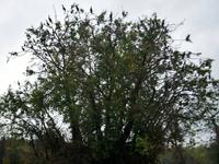 Kopacki Rit, Naturpark