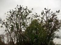 Kopacki Rit, Naturpark