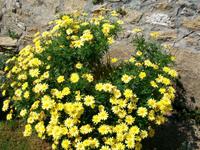 Mediterrane Flora in Rab 