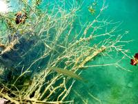 UNESCO - Welterbe Plitwitzer Seen