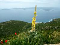Blick zur Insel Korcula