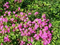 Mediterrane Flora auf Rab