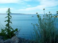 Mediterrane Flora auf Rab