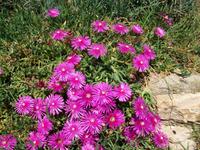 Mediterrane Flora auf Rab