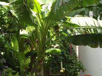 Vrbnik - Bananenbaum