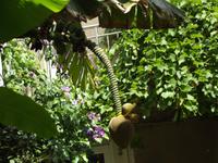 Vrbnik - Bananenbaum