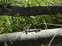 Auf dem Weg nach Malinska