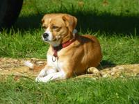 Trüffeltag in Buzet