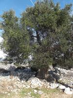 Olivenhain von Lun auf Pag