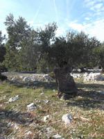 Olivenhain von Lun auf Pag