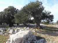 Olivenhain von Lun auf Pag