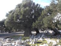 Olivenhain von Lun auf Pag