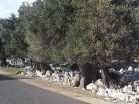 Olivenhain von Lun auf Pag