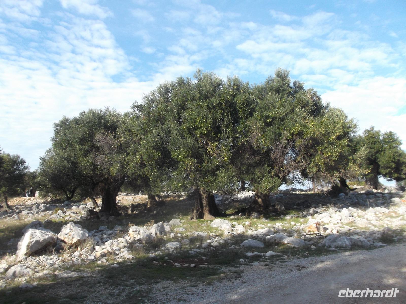 Olivenhain von Lun auf Pag