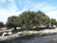 Olivenhain von Lun auf Pag