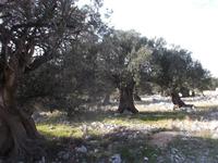 Olivenhain von Lun auf Pag