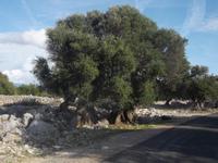 Olivenhain von Lun auf Pag