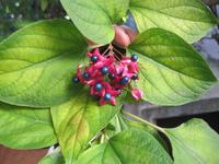 IMG_9875  ??? schöne Blüten