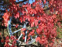 IMG_9923 Herbstzauber