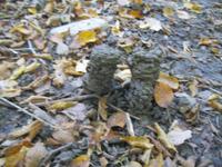 IMG_9925 Trüffel- Mäuse- Häufchen